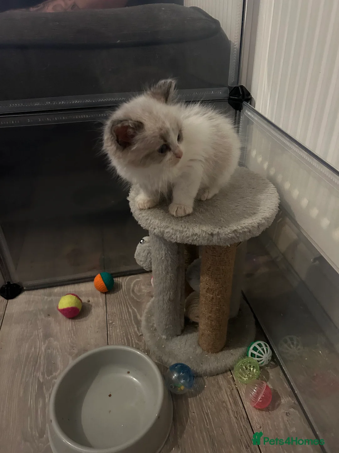 Ragdoll cats for sale: RAGDOLL KITTENS  - Advert 7