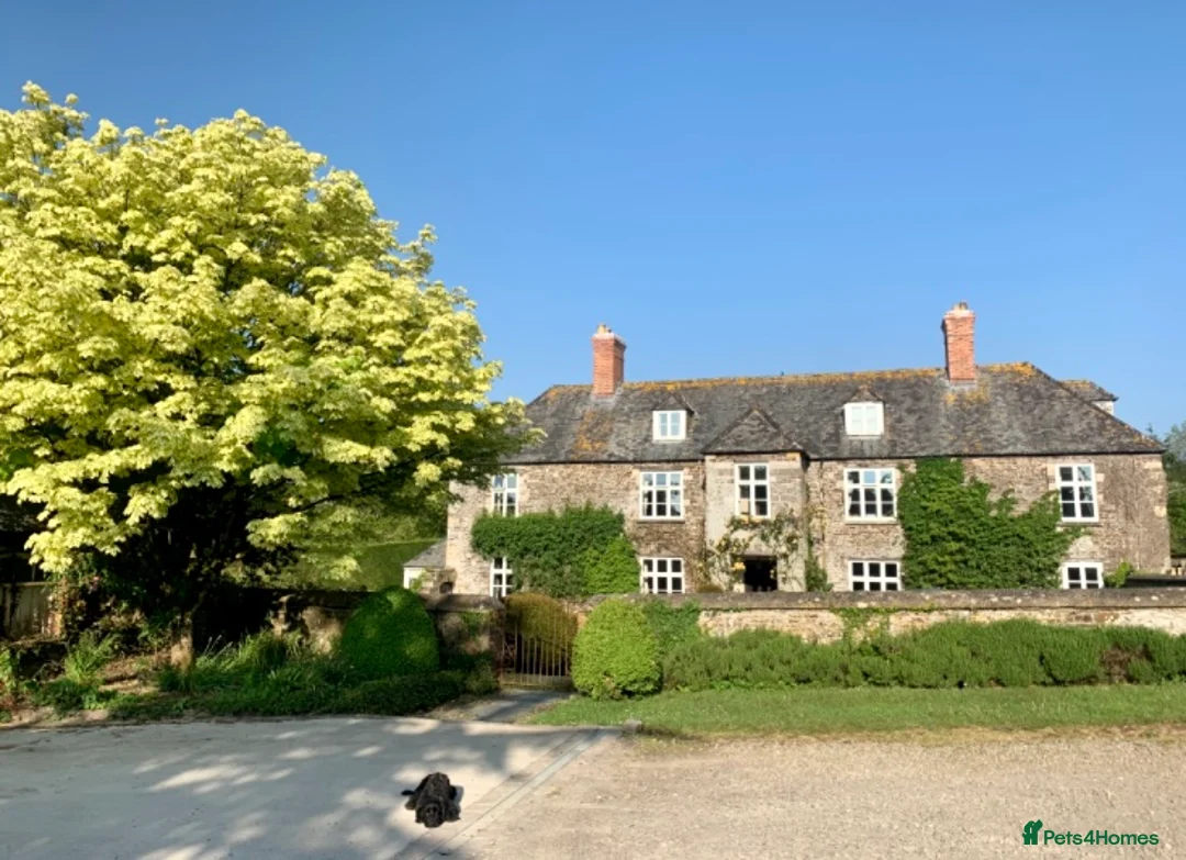 Cockapoo dogs for stud: Cockapoo F1 - Show Champion* and Proven Stud in Barnstaple - Advert 5