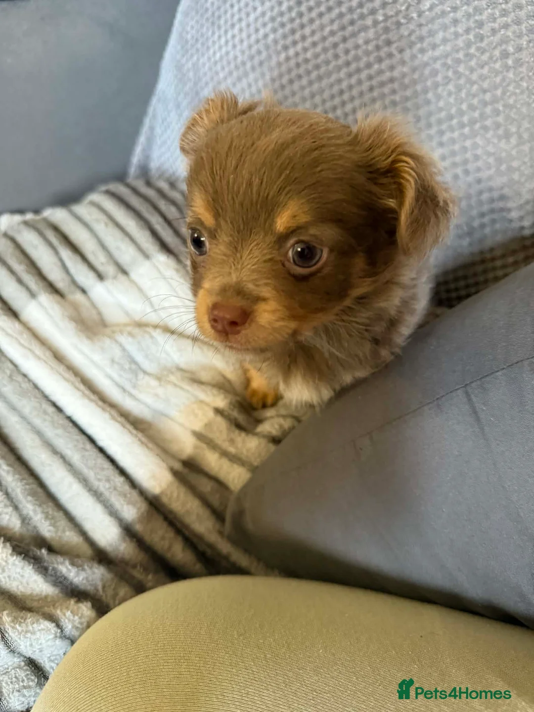 Chihuahua dogs for sale: Beautiful fluffy Chihuaha pups for sale - Advert 27