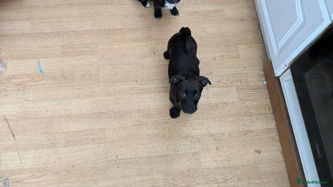 Mixed Breed dogs for sale: Last 3 mixed breed puppies available  - Image 5