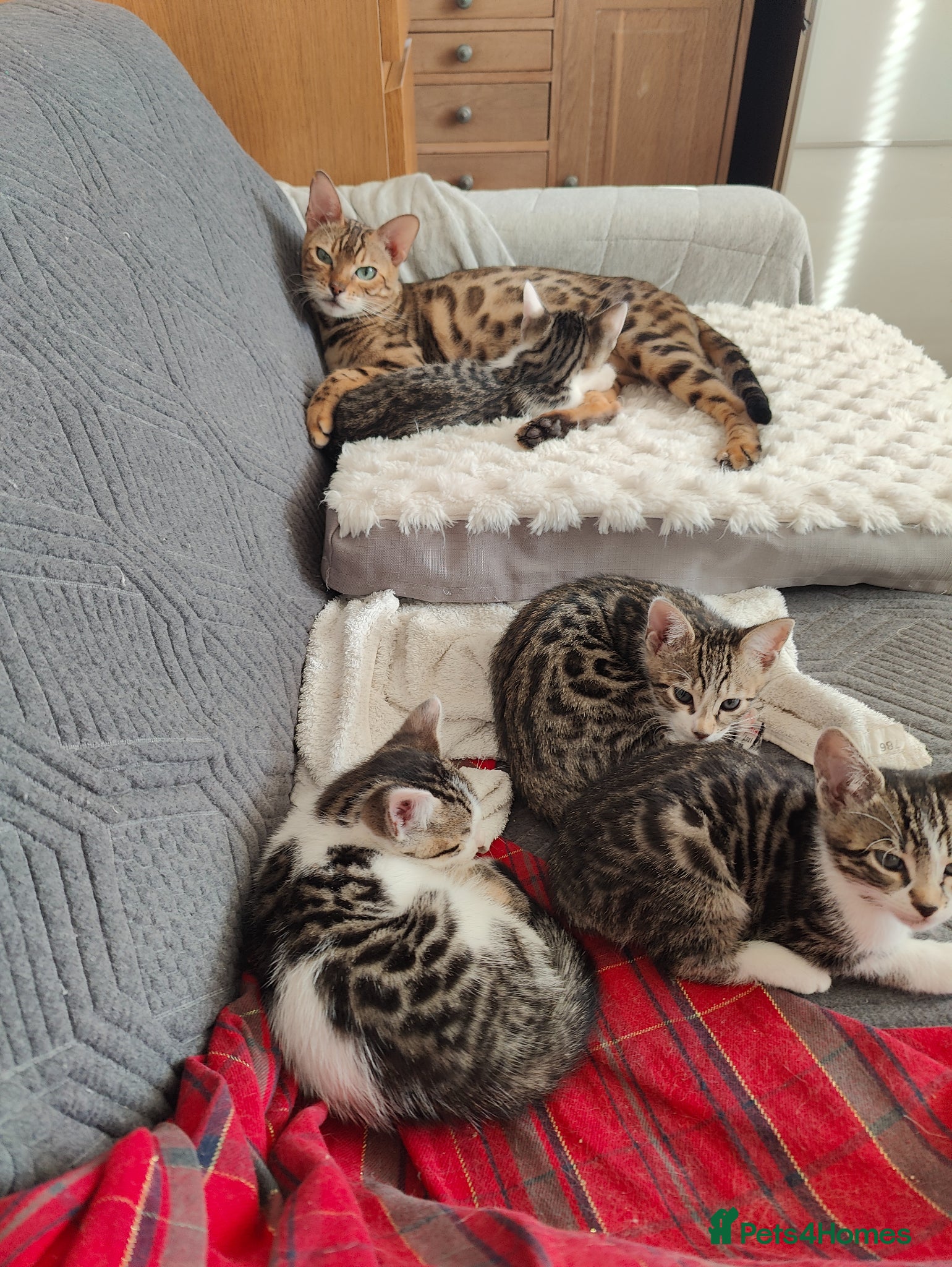 Mixed Breed cats Letter of 4 Bengal mix - Advert 1