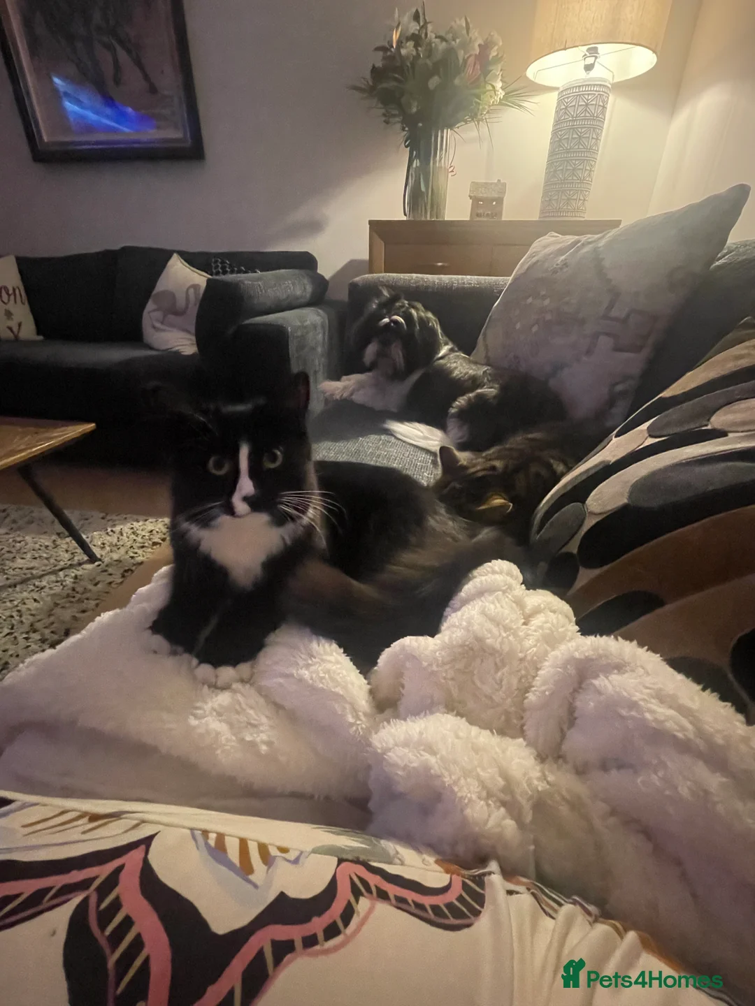 Mixed Breed cats for sale: Looking for a loving home for Monty  - Advert 6