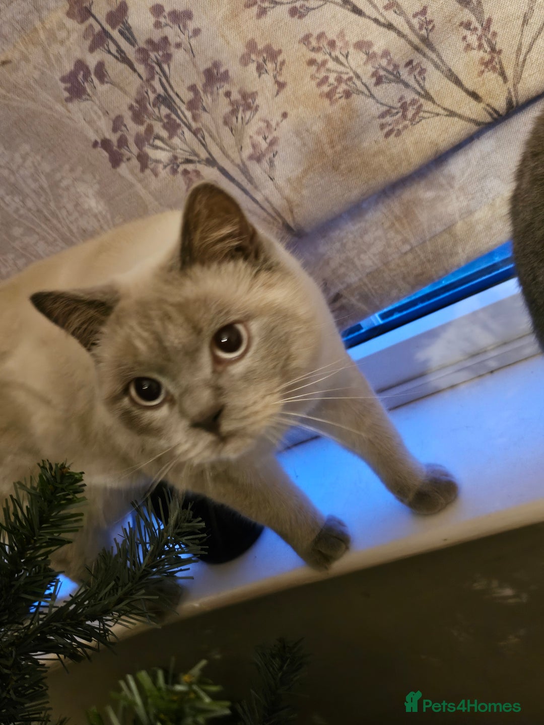 British Shorthair cats for sale: Colourpoint British Shorthair Blue lilac - Advert 6