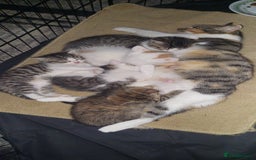 Mixed Breed cats for sale: 5 beautiful kittens female - Advert 3