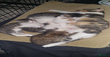 Mixed Breed cats 5 beautiful kittens female - Advert 4