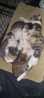 Mixed Breed cats 5 beautiful kittens female - Advert 2