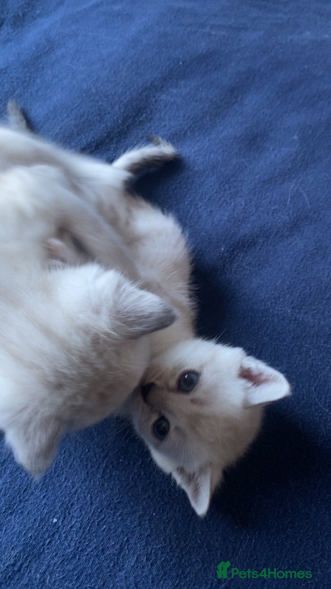 Scottish Fold cats for sale: Stunning Scottish fold kittens  - Image 3