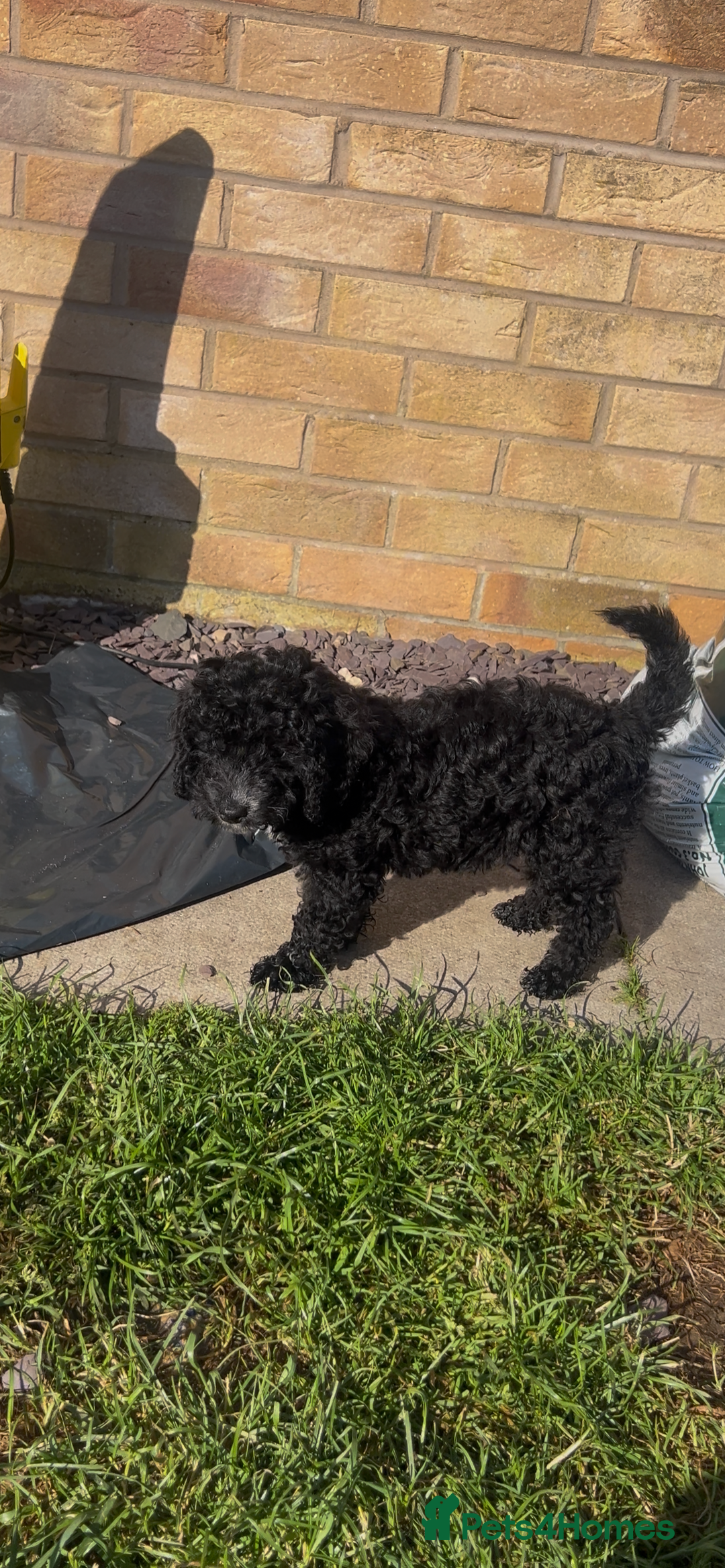 Cockapoo dogs for sale: Reduced!!! Last 2 ready now, F1B Cockapoos in Whitley Bay - Image 22