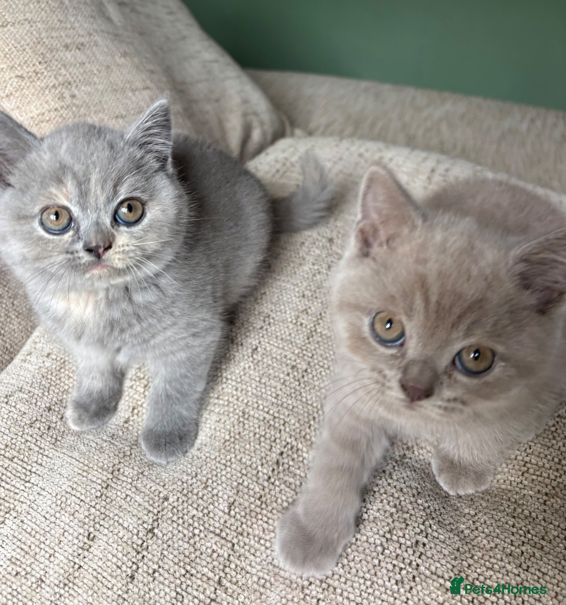 British Shorthair cats 🐾 GCCF REGISTERED BRITISH SHORTHAIR KITTENS 🐾 - Advert 1
