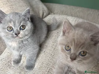 British Shorthair cats 🐾 GCCF REGISTERED BRITISH SHORTHAIR KITTENS 🐾 - Advert 1