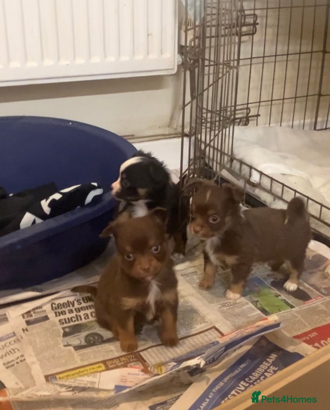 Chihuahua dogs for sale: Chihuahua puppies ready now - Advert 16