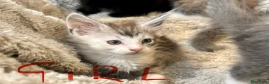 Mixed Breed 10