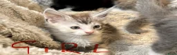Mixed Breed cats for sale: Maine coon cross ragdoll kittens  - Advert 8