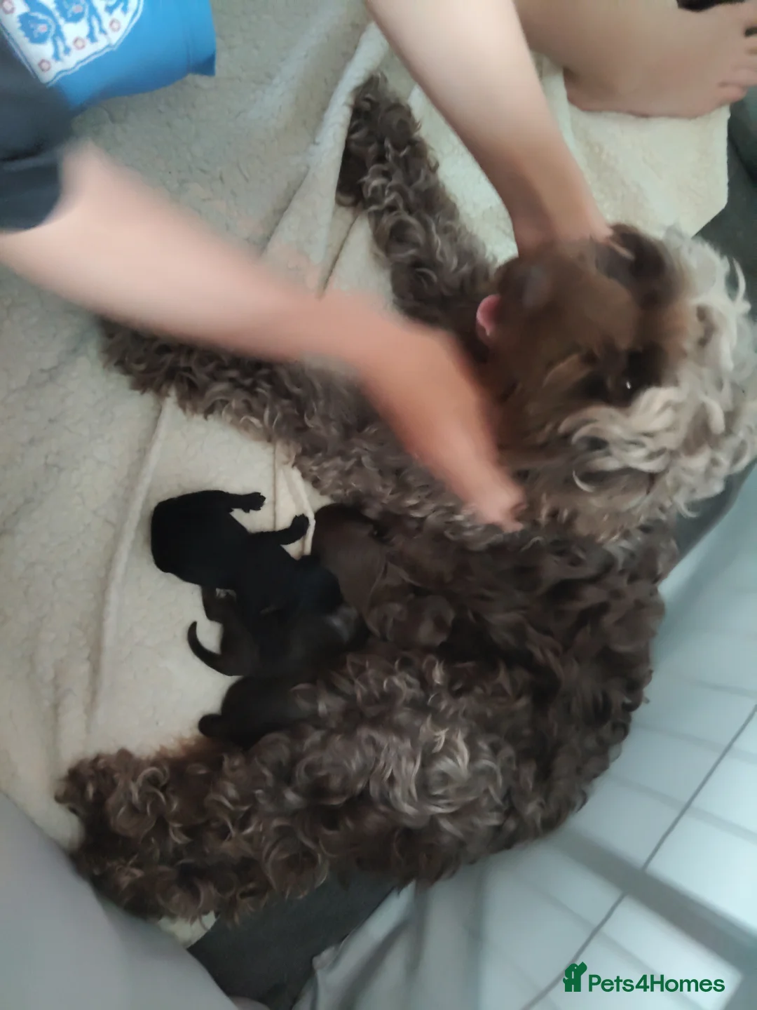 Cockapoo dogs for sale: Beautiful cockapoo puppies  - Advert 1