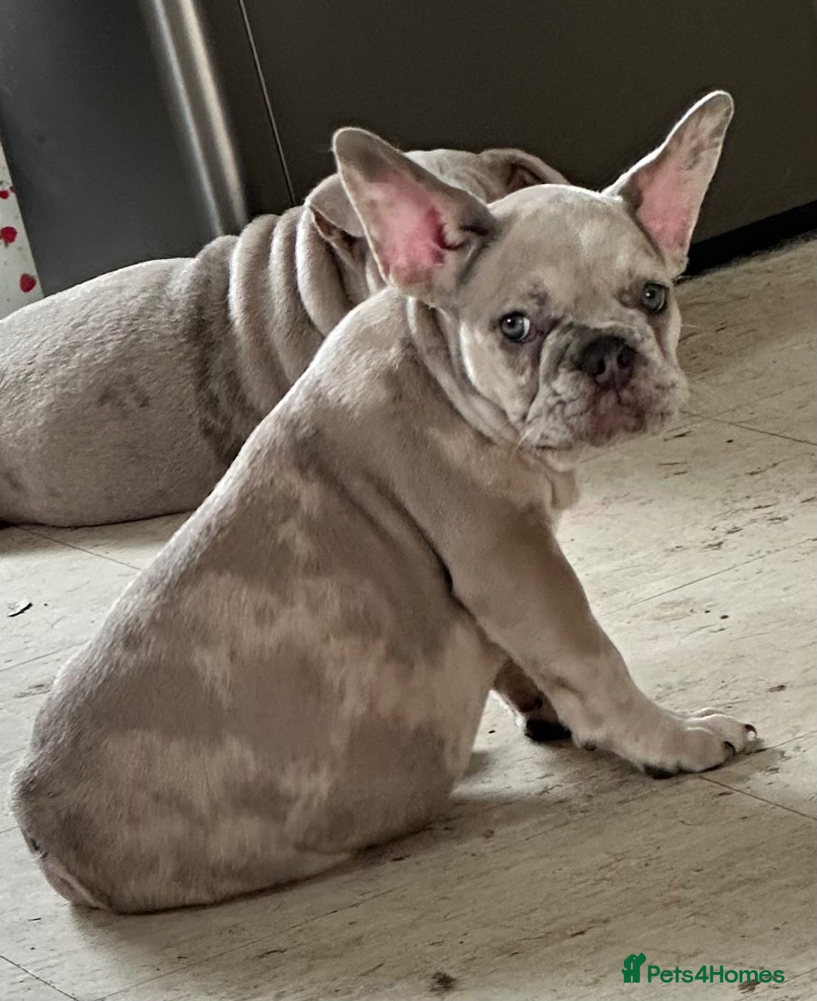 French Bulldog dogs The Last One Left A Lilac Merle Male Puppy - Advert 11