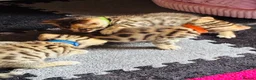 Bengal cats for sale: Stunning Bengal Kittens  - Advert 23