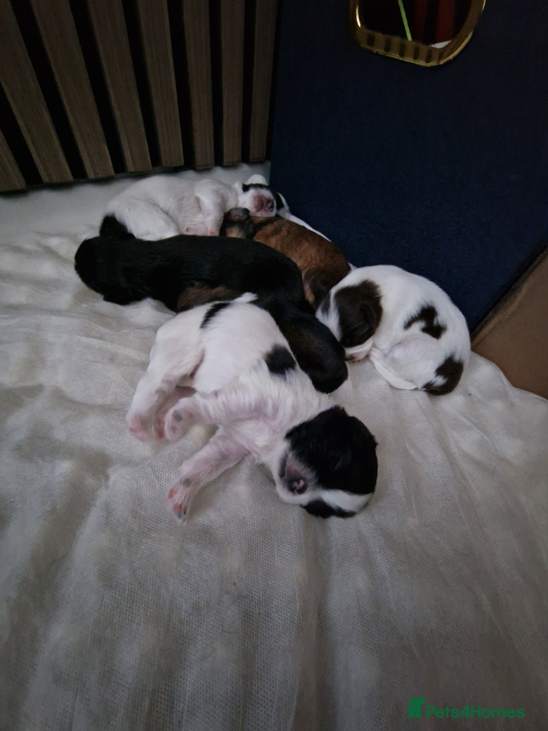 Lhasa Apso dogs for sale: 6 puppies  4 girls 2 boys - Image 7