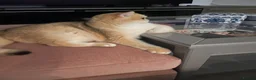British Shorthair cats for sale: Charlie is ready for a new home - Advert 9