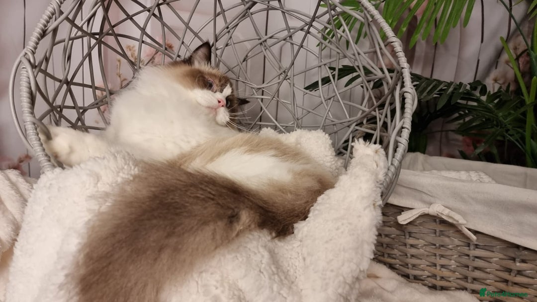 Ragdoll cats for sale: Quality Tica reg Ragdoll kittens  - Advert 32