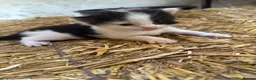Mixed Breed cats for sale: Farm kitten - Advert 16