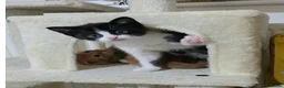Mixed Breed cats for sale: Playful black and white tuxedo  - Advert 1
