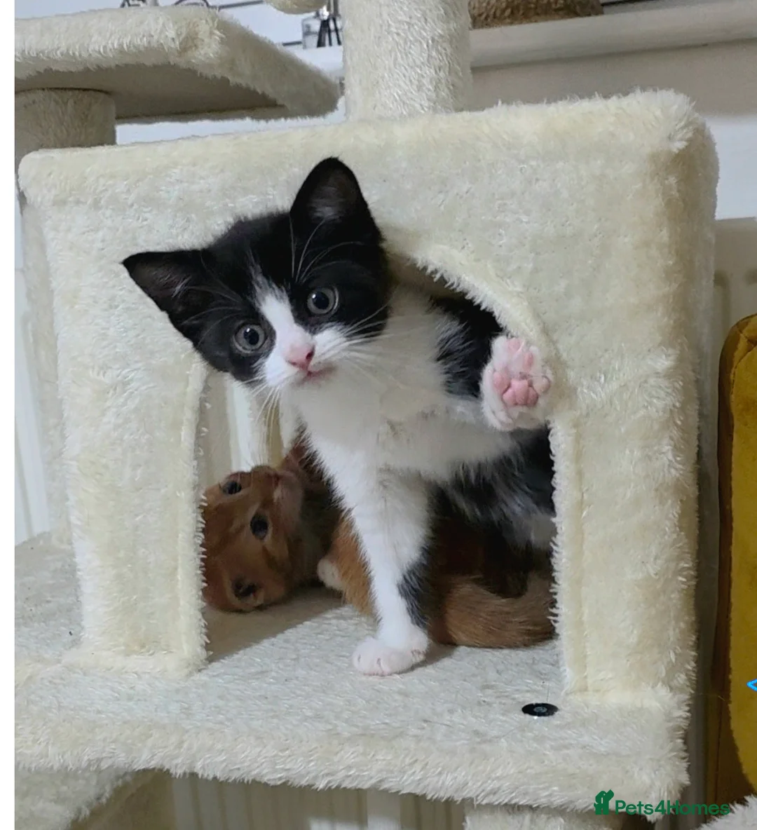 Mixed Breed cats for sale: Playful black and white tuxedo  - Advert 1