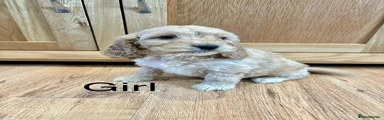 Cockapoo Puppy 6