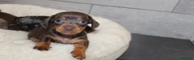 Miniature Dachshund Puppy 3