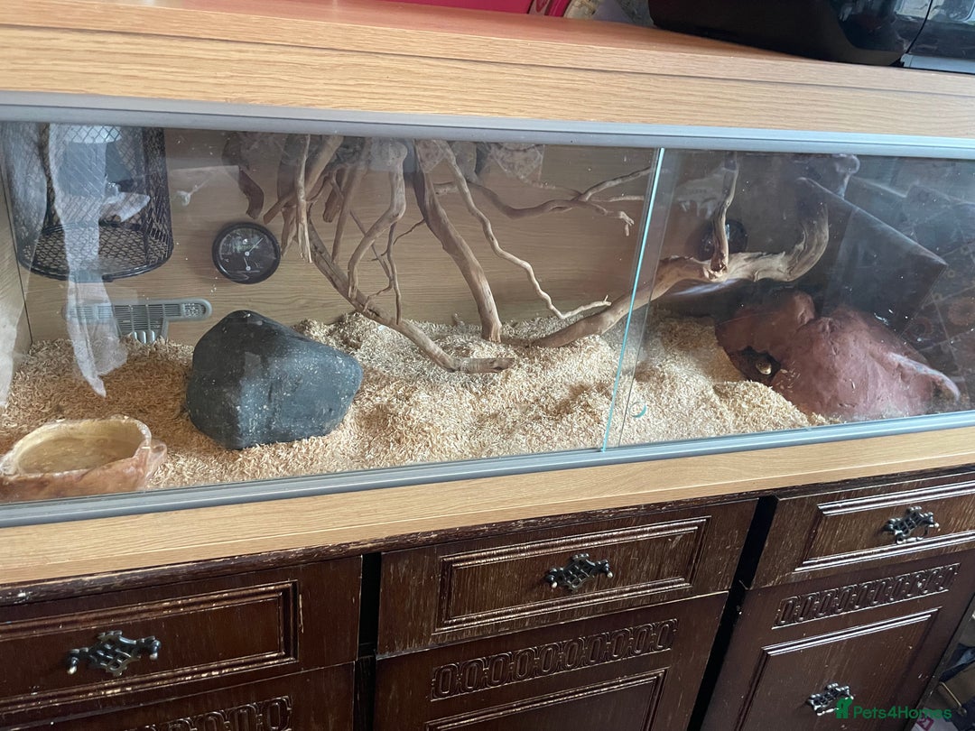 Corn Snake reptiles for sale: Corn snake - Image 2