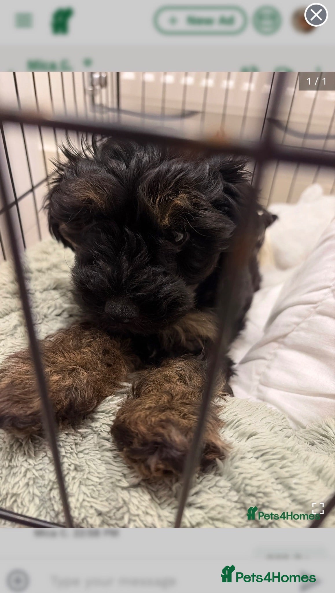 Yorkiepoo dogs Yorkiepoo  - Advert 3