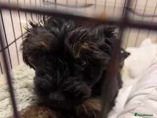 Yorkiepoo dogs Yorkiepoo - Advert 8