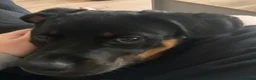 Rottweiler dogs for sale: Nala 6 months old  in Pickering - Advert 6