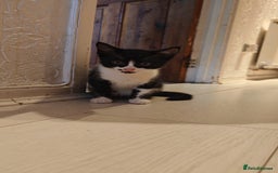 Mixed Breed cats for sale: 10 weeks old Female Kitten - Image 3