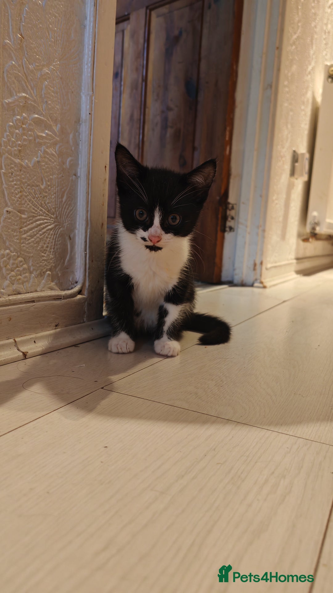 Mixed Breed cats for sale: 10 weeks old Female Kitten - Image 3