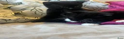 British Shorthair cats for sale: 4 kittens looking for forever homes in Blyth - Advert 12