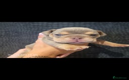 Olde English Bulldogge dogs for sale: Old English Bulldog Puppies - Image 9