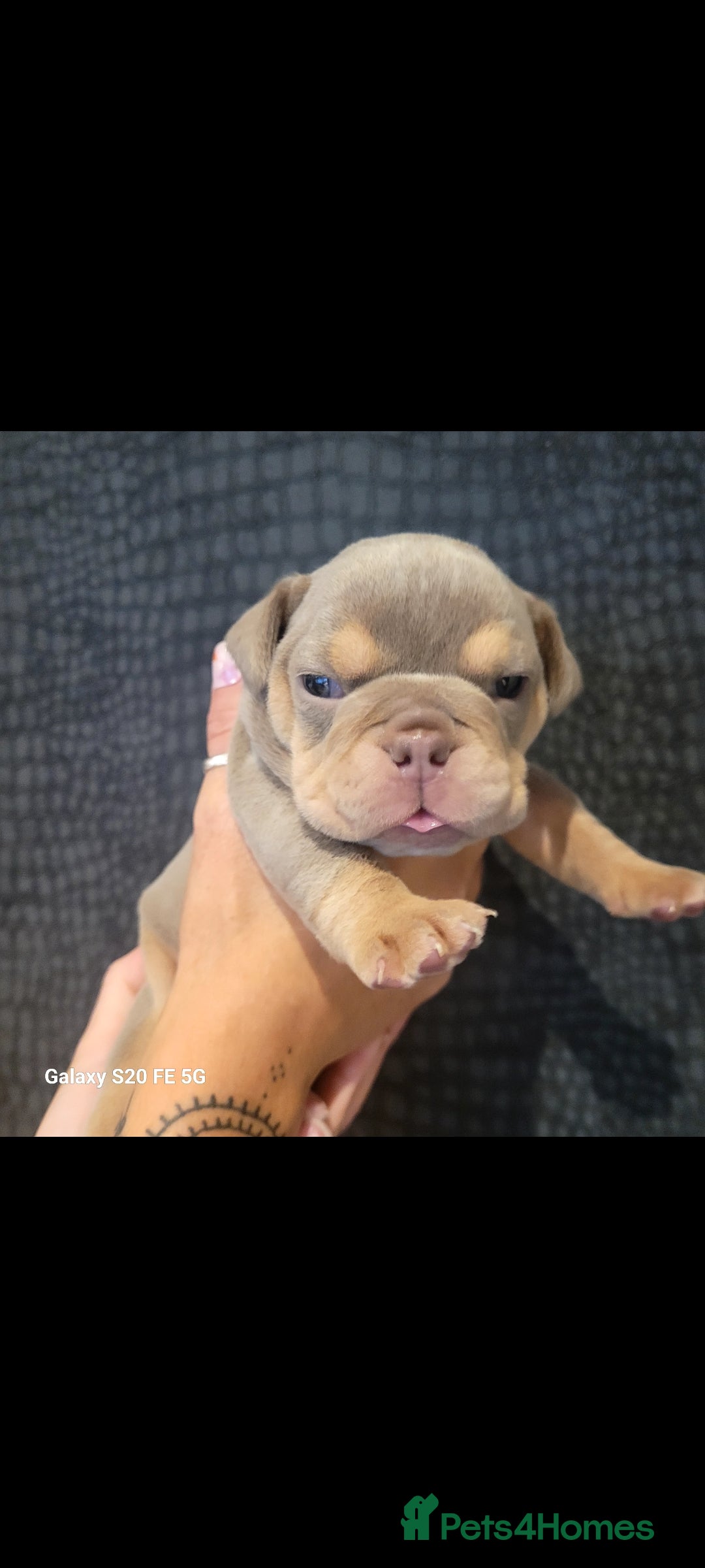 Olde English Bulldogge dogs for sale: Old English Bulldog Puppies - Image 9
