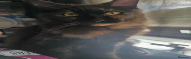 Ragcoon 1