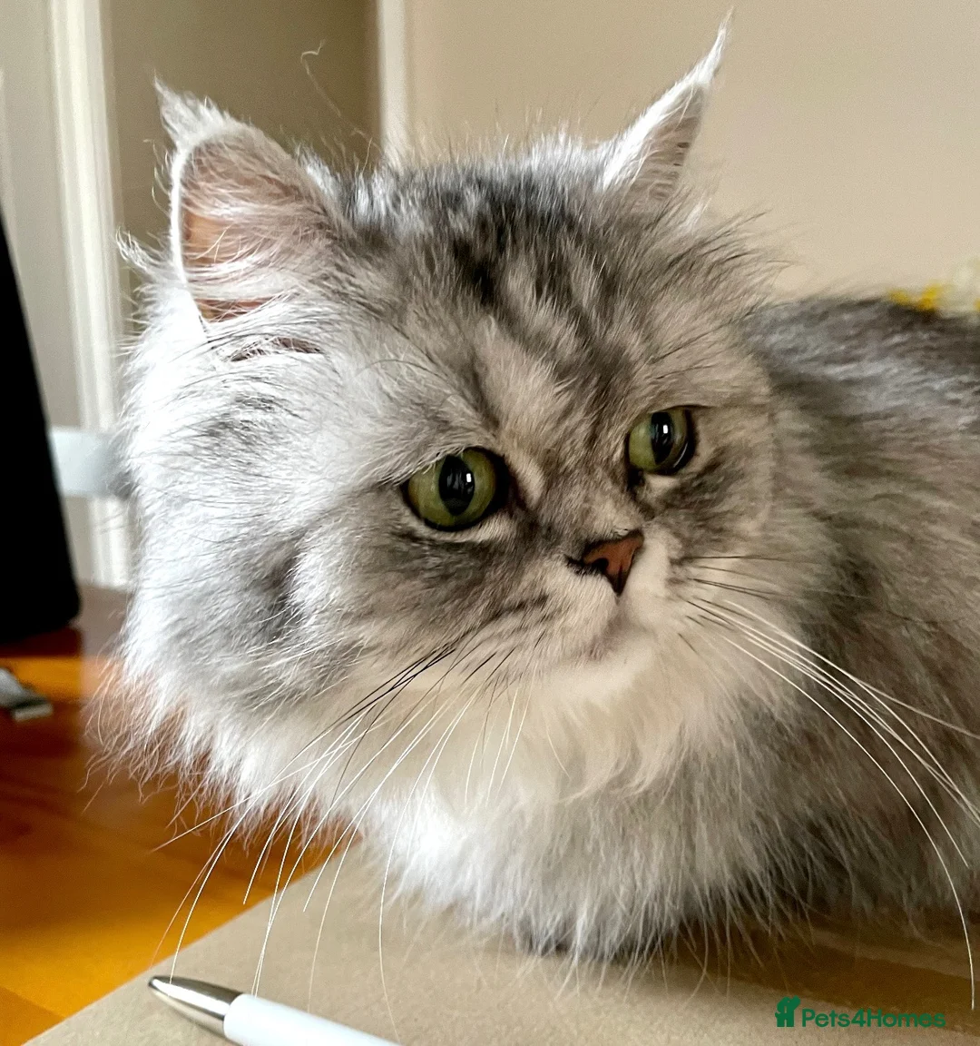Persian cats for sale: 2 Female Persian Cats  - Advert 17
