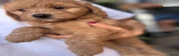Cockapoo dogs for sale: Cockapoo puppies F1B - Advert 17
