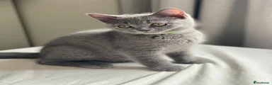British Shorthair Kitten 3