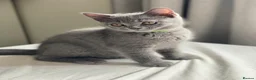British Shorthair cats for sale: ✨British Shorthair Kittens Ready for Loving Home!✨ - Advert 14