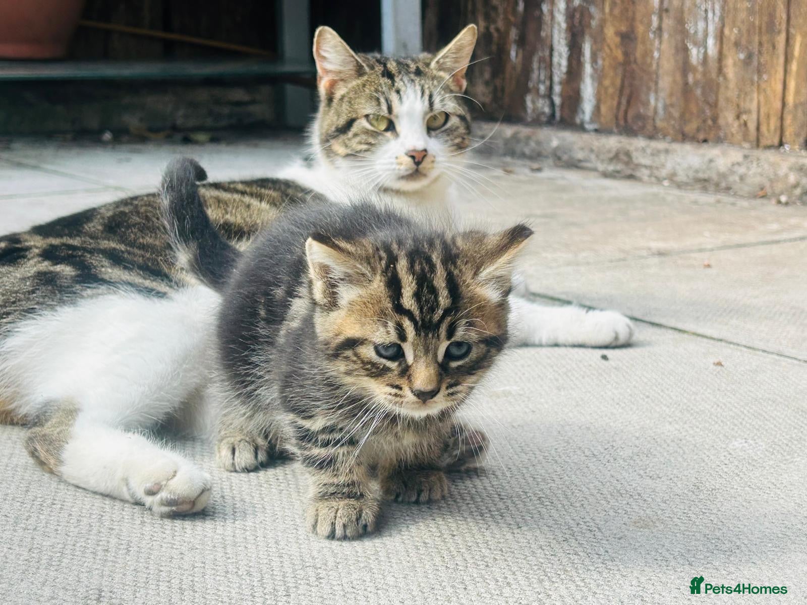 Mixed Breed cats Kittens for sale  - Advert 1