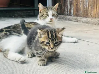 Mixed Breed cats Kittens for sale - Advert 2