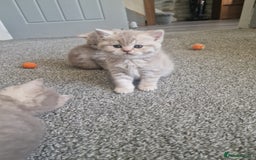Scottish Fold cats for sale: Stunning TICA Registered Babies in Bolton - Image 36