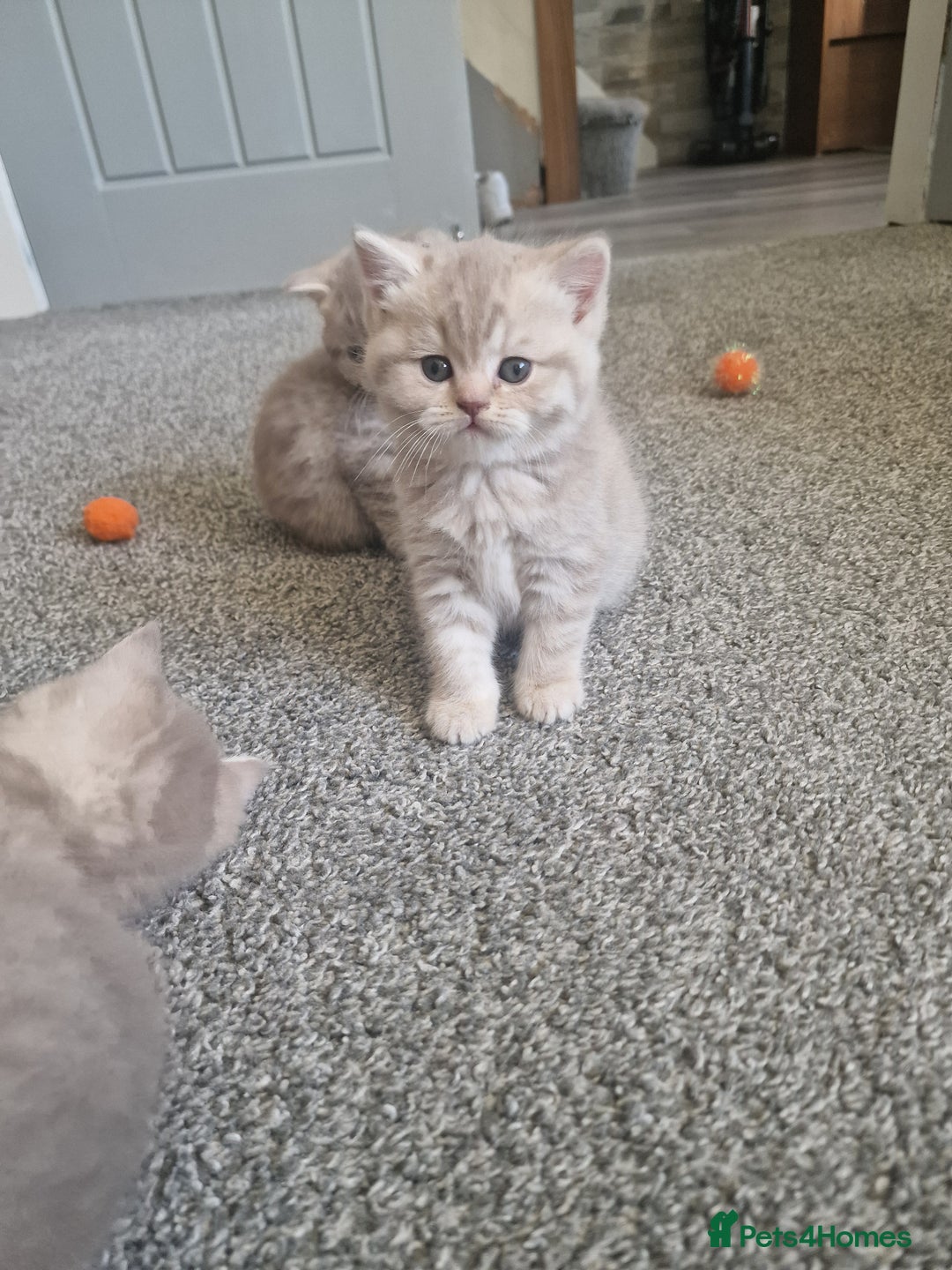 Scottish Fold cats for sale: Stunning TICA Registered Babies in Bolton - Image 36