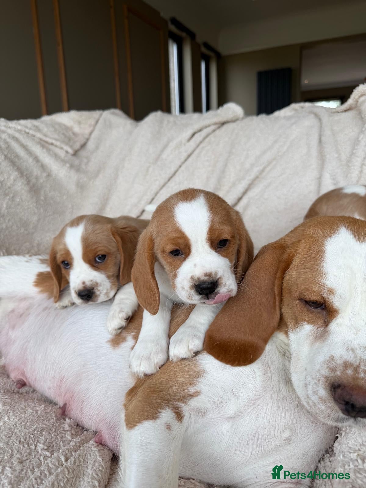Beaglier dogs Beagliers - Advert 2