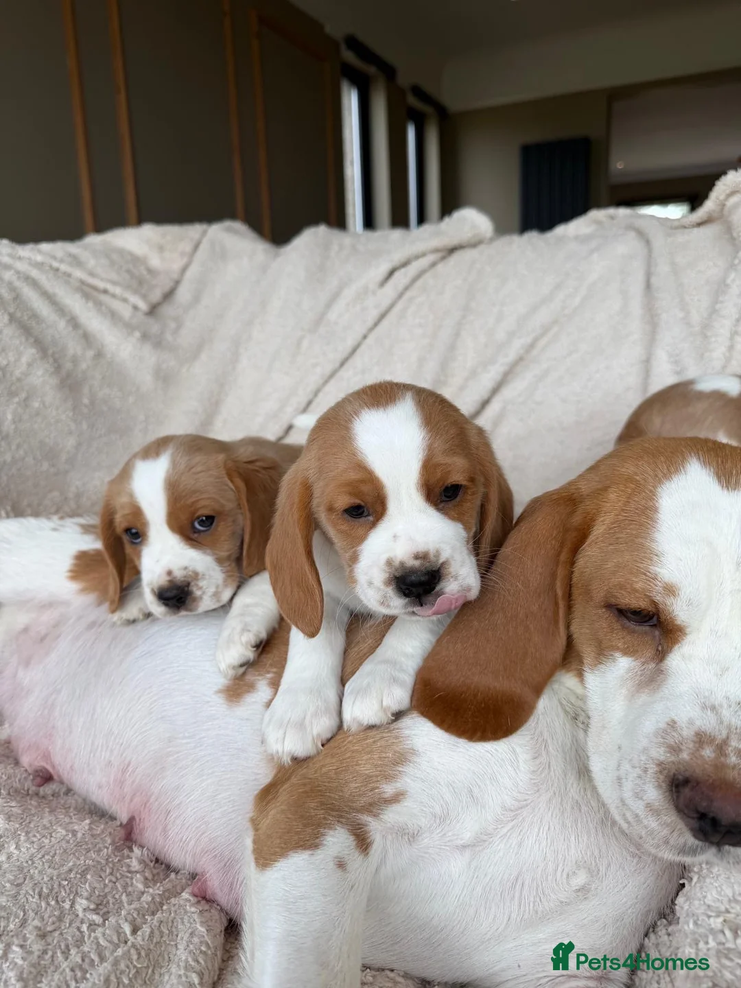 Beaglier dogs for sale: Beagliers - Advert 2