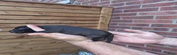 Mixed Breed dogs for sale: Bedlington Whippets in Abergavenny - Advert 17