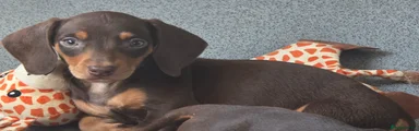 Miniature Dachshund Puppy 1
